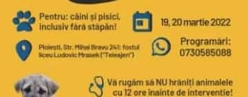 Campanie de sterilizare a câinilor și pisicilor, la Ploiești