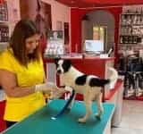 FirstVet Medical - calitate şi promptitudine pentru sănătatea animalului tău!