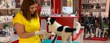 FirstVet Medical - calitate şi promptitudine pentru sănătatea animalului tău!