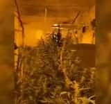 Video/ Cultură de cannabis cu sute de plante, descoperită într-o locuință, în timpul unor percheziții DIICOT!