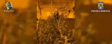 Video/ Cultură de cannabis cu sute de plante, descoperită într-o locuință, în timpul unor percheziții DIICOT!