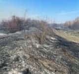 Pericol lângă calea ferată, în zona Inotești! Incendiu lângă un tren încărcat cu benzină!