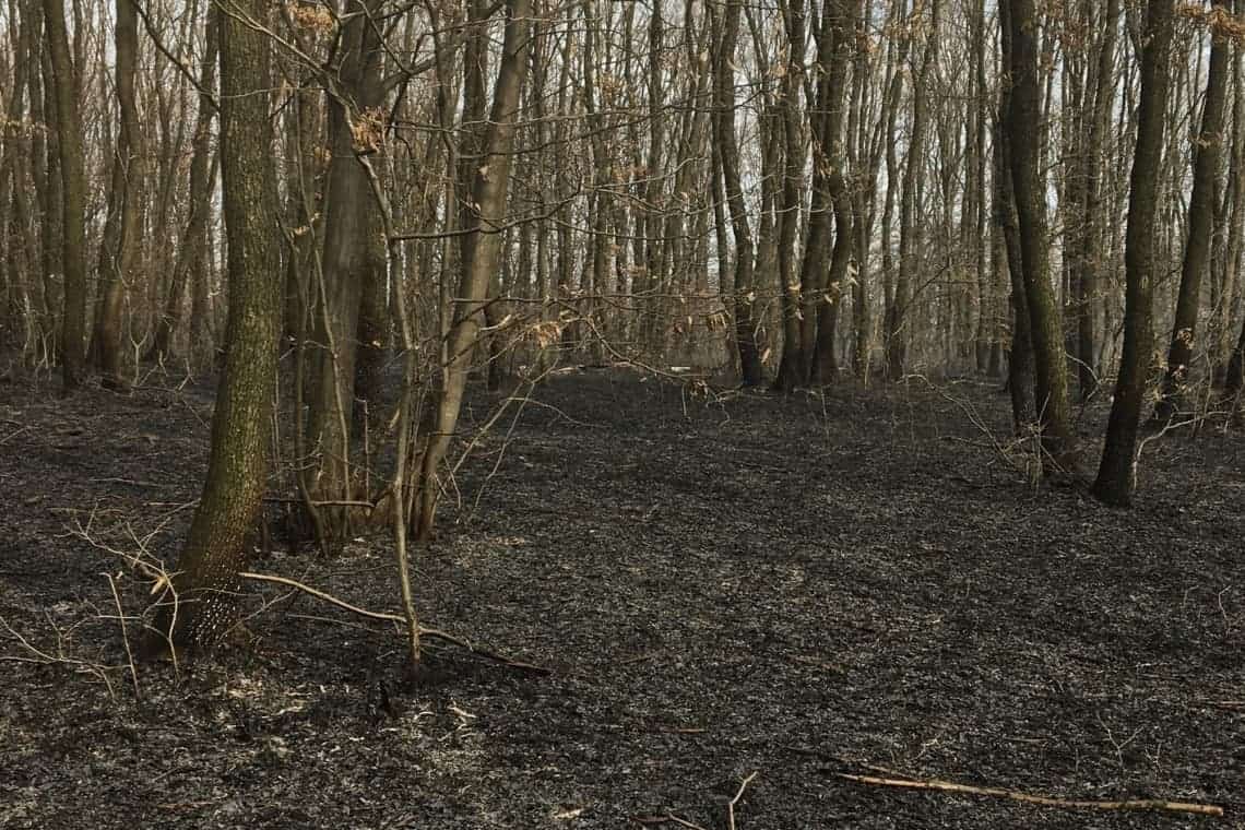 Unde s-a ajuns? Incendiu în pădurea Păulești!