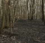 Unde s-a ajuns? Incendiu în pădurea Păulești!