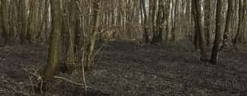 Unde s-a ajuns? Incendiu în pădurea Păulești!