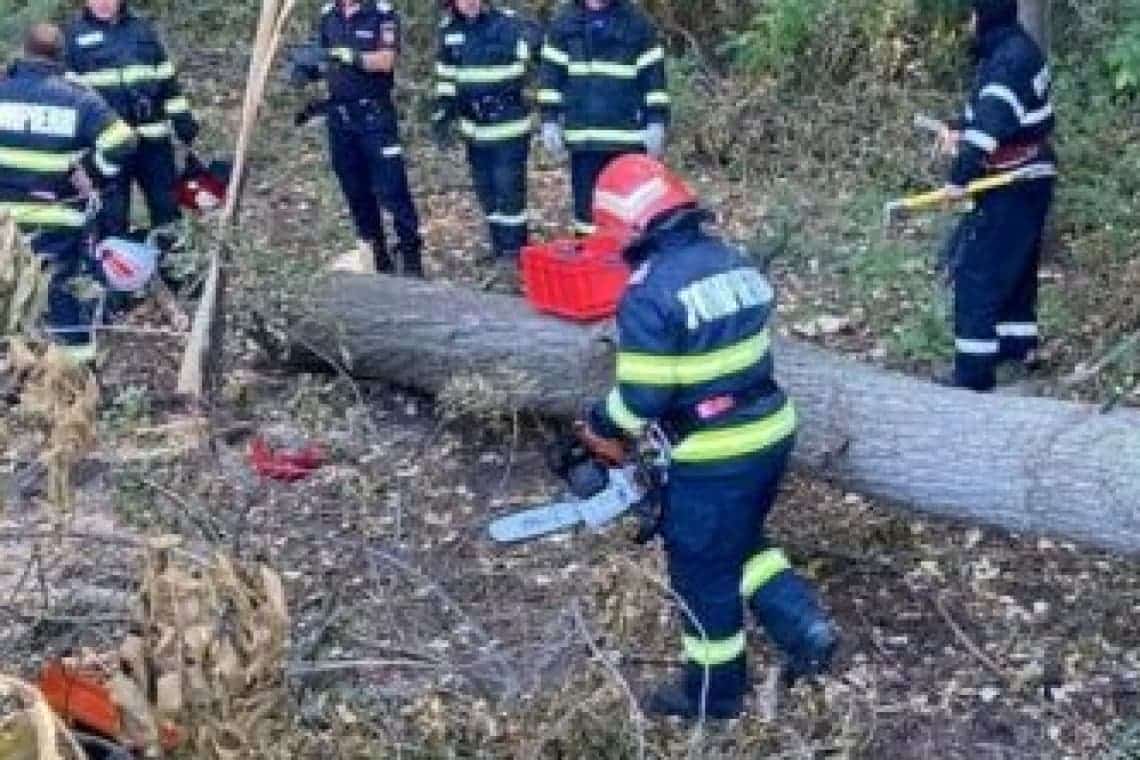 Un bărbat a murit strivit de un copac, în zona mănăstirii Crasna