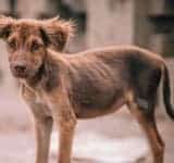 ATENȚIE: 7 ani de închisoare pentru persoanele care chinuie sau ucid animale! Legea a fost trimisă la promulgare