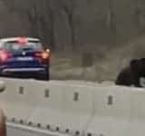 Video/ Urs lovit de mașini pe DN1, în zona Cornu! Ce este de făcut pentru reducerea pericolului din trafic?