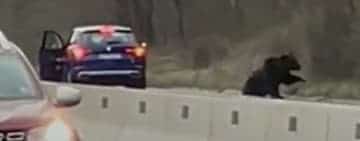 Video/ Urs lovit de mașini pe DN1, în zona Cornu! Ce este de făcut pentru reducerea pericolului din trafic?