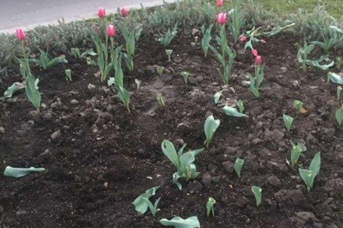 Două femei au dat iama-n lalelele din centrul Ploieștiului și s-au ales cu dosar penal