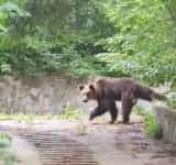 Mesaj Ro-Alert la Breaza. S-a semnalat prezența unui urs în zona DN1
