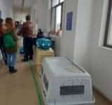 Campanie de sterilizare a câinilor și pisicilor, timp de trei zile, la Ploiești. Aflați cum se fac programările