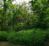 Ce facem cu Ploieștiul? Jungla din sudul orașului, numai bună de expediții extreme!