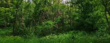 Ce facem cu Ploieștiul? Jungla din sudul orașului, numai bună de expediții extreme!