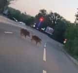 Doi mistreți, filmați în timp ce aleargă pe DN1B, printre mașini, în zona Parcului Bucov