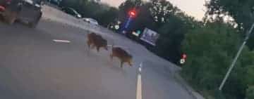 Doi mistreți, filmați în timp ce aleargă pe DN1B, printre mașini, în zona Parcului Bucov