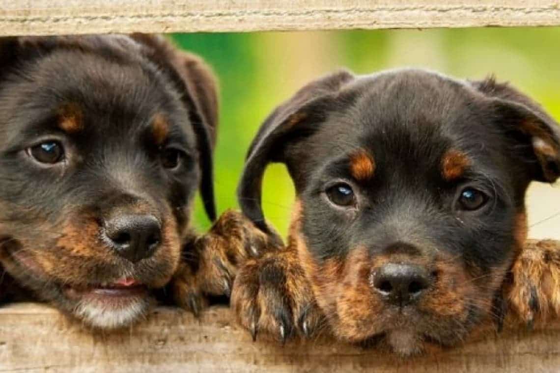 Ani grei de închisoare pentru maltratarea animalelor. Noile prevederi au intrat în vigoare de astăzi