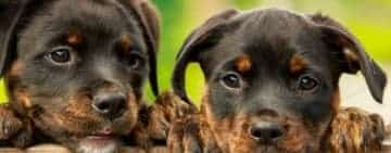 Ani grei de închisoare pentru maltratarea animalelor. Noile prevederi au intrat în vigoare de astăzi