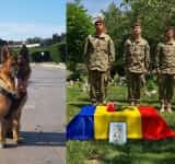 Dino, câinele Armatei specialist în depistarea dispozitivelor explozive, a ajuns în Raiul Animalelor