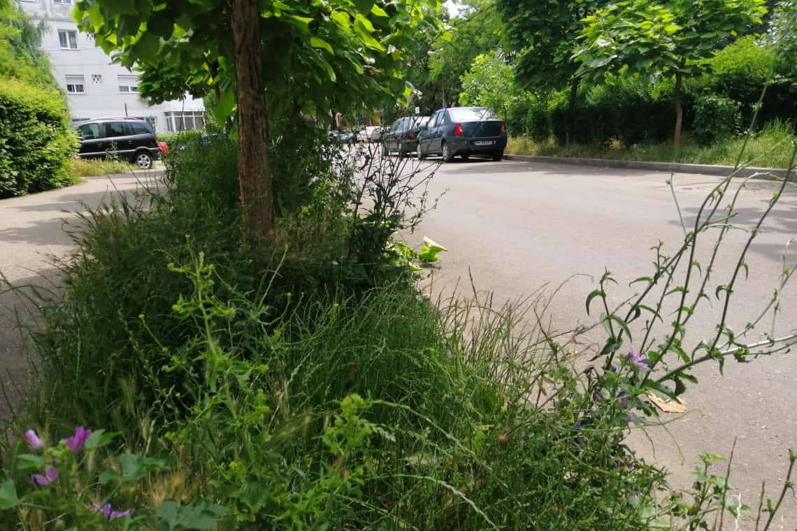 E iarbă, arbust sau copac? În cartierul Mihai Bravu, "spații verzi" mai mari decât în Parcul Municipal Vest 