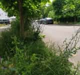 E iarbă, arbust sau copac? În cartierul Mihai Bravu, "spații verzi" mai mari decât în Parcul Municipal Vest 