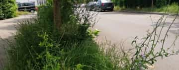 E iarbă, arbust sau copac? În cartierul Mihai Bravu, "spații verzi" mai mari decât în Parcul Municipal Vest 