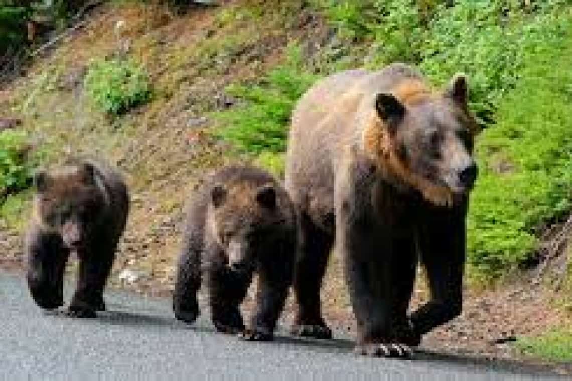 Ședință la Primăria Azuga pentru relocarea unei ursoaice cu pui