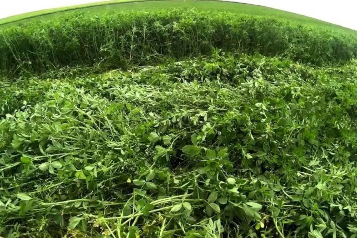 Doi copii din comuna Dumbrava au furat lucerna unui localnic, de pe câmp! Părinții lor au fost amendați!