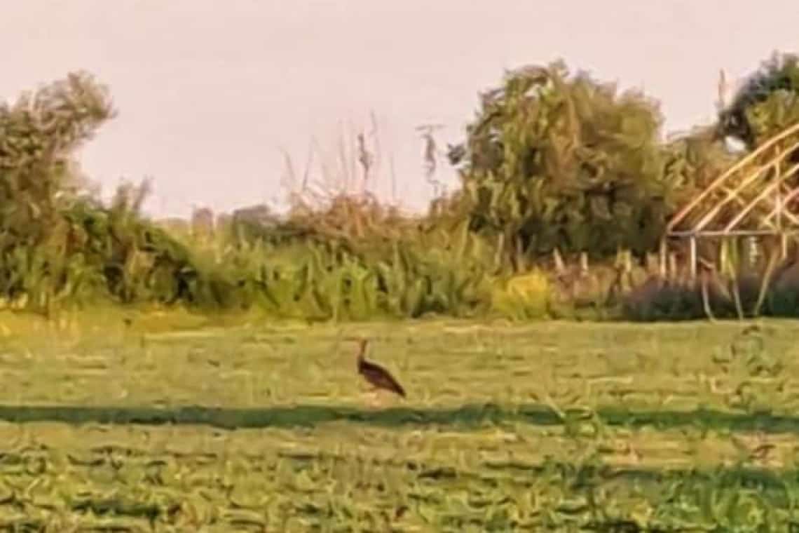 O specie rară de barză, observată la Românești