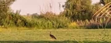 O specie rară de barză, observată la Românești