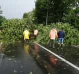 Trafic blocat pe DN1D, la Albești Paleologu, din cauza unui arbore căzut pe carosabil