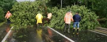Trafic blocat pe DN1D, la Albești Paleologu, din cauza unui arbore căzut pe carosabil