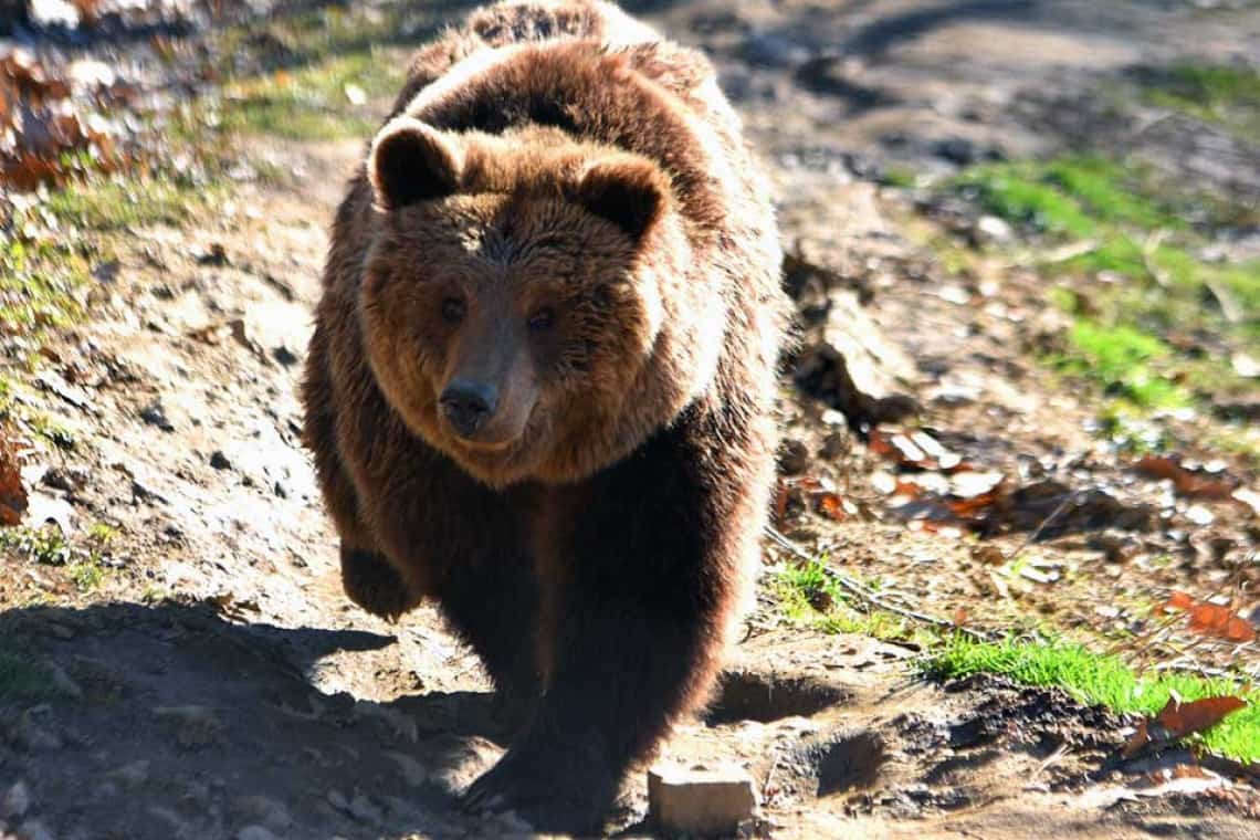 Un urs a apărut și în comuna Ceptura, în satul Șoimești. Locuitorii au primit mesaj Ro-Alert