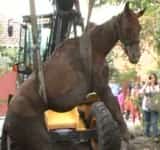Un cal căzut într-o fosă septică a fost salvat de pompieri, în comuna Șirna