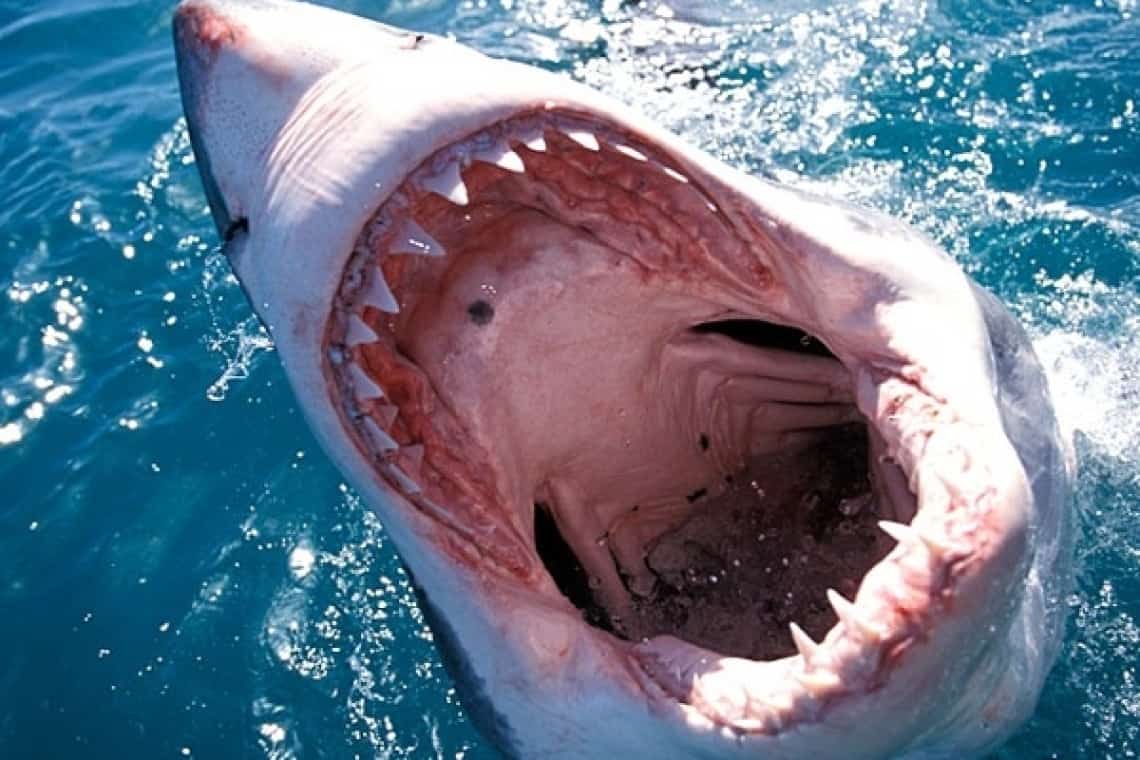 O româncă - a doua victimă a rechinilor, în Egipt