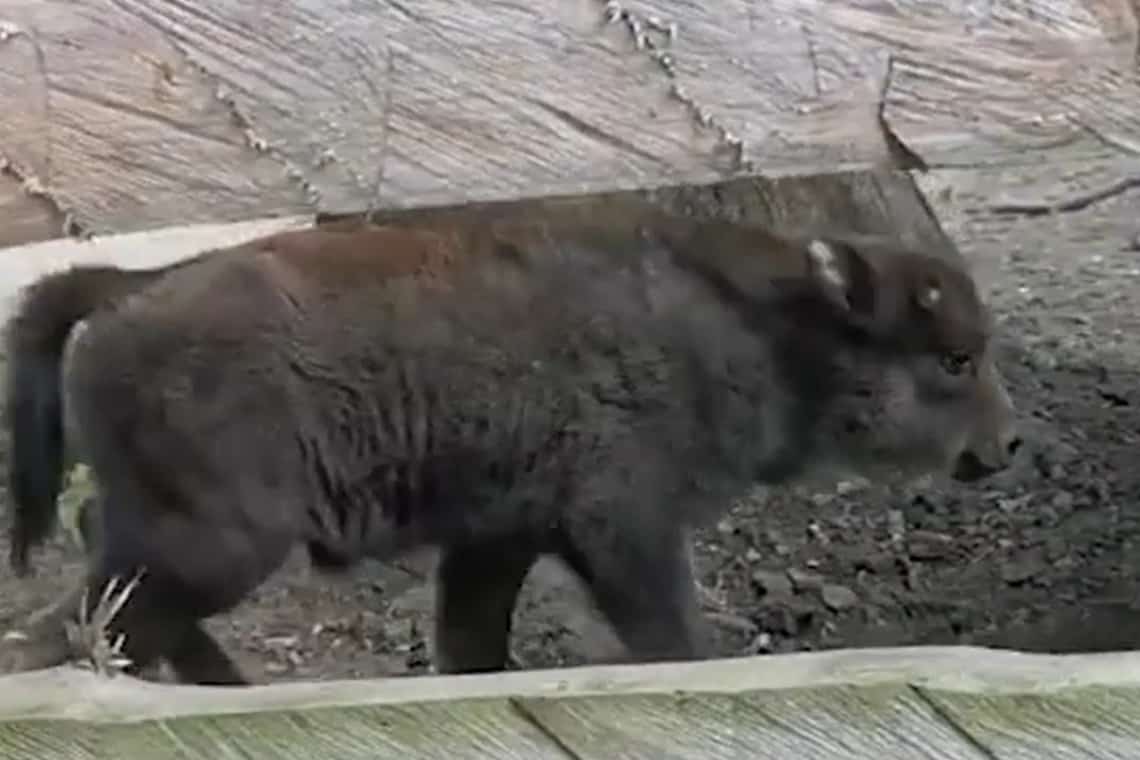 Puiul de zimbru Ronaldo, vedeta rezervației de la Hațeg! (video)