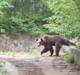 Urs și la Cărbunești! S-a emis mesaj Ro-Alert pentru avertizarea locuitorilor
