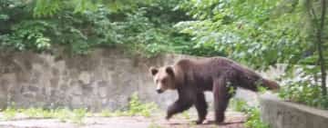 Urs și la Cărbunești! S-a emis mesaj Ro-Alert pentru avertizarea locuitorilor