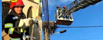 Pui de barză căzut din cuib, salvat de pompieri