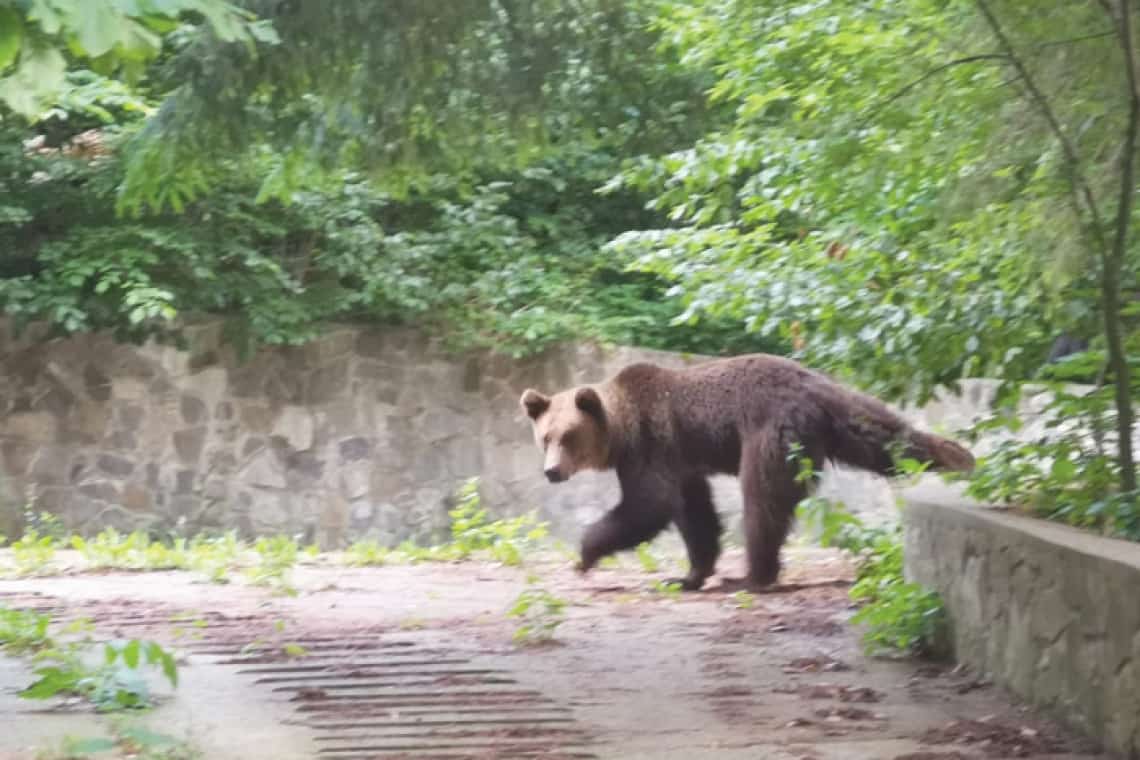 Un urs apărut pe Aleea Peleșului, din Sinaia, a alertat din nou autoritățile locale