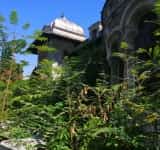Galerie foto/ În ciuda secetei, fosta Casă a Căsătoriilor din Ploiești este năpădită de jungla urbană!