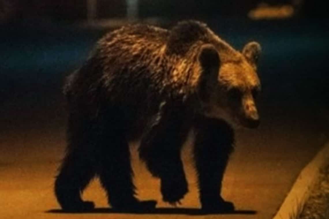 Jandarmii au avut 13 intervenții pentru îndepărtarea urșilor din orașele de pe Valea Prahovei, în minivacanța de Sfânta Maria Mare