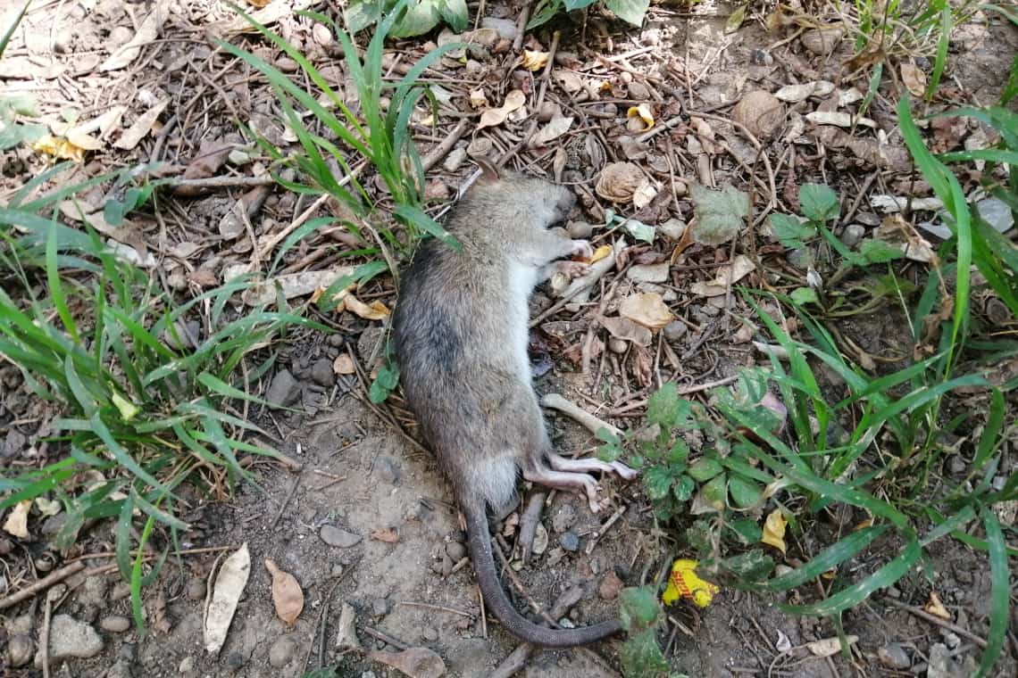 În Ploiești n-avem apă caldă, dar avem șobolani! 