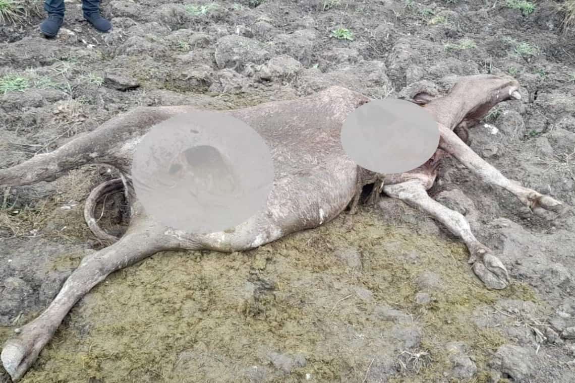 Urșii terorizează Slănicul: oamenii disperați strigă după ajutor! (foto/video)