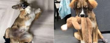 Cățelul găsit cu picioarele și coada tăiate, într-o pădure de lângă Comarnic, a fost adoptat în Olanda