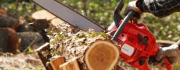 Băicoi/ Răzbunare sau sărăcie? A tăiat cu drujba arborii din grădina unui localnic