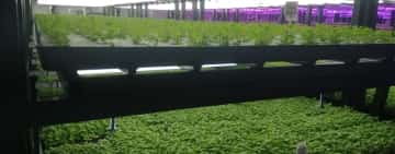 Macroseră pentru microplante și plante aromatice, la Ploiești