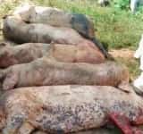 Aproape 40.000 de porci dintr-o fermă din județul Timiș vor fi eutanasiați, după apariția unui focar de pestă porcină africană!