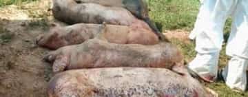 Aproape 40.000 de porci dintr-o fermă din județul Timiș vor fi eutanasiați, după apariția unui focar de pestă porcină africană!