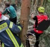 Provița de Sus/ Sfârșit cumplit pentru un bătrân de 83 de ani. A murit strivit de un arbore